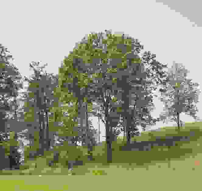 lichter Wald