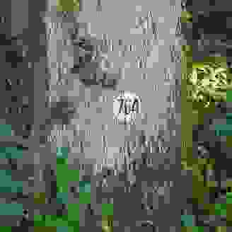 Bestattwald (1 von 1)