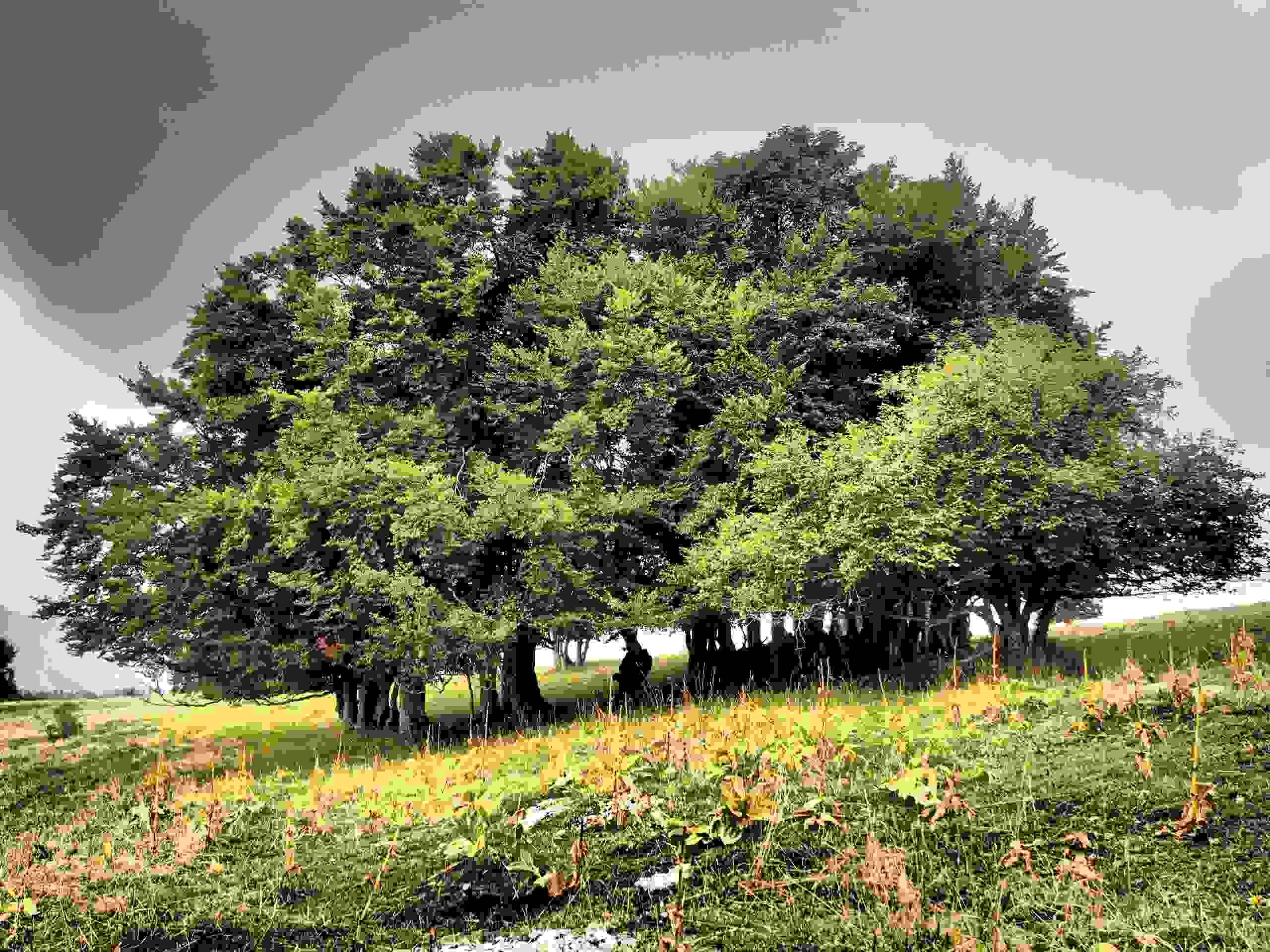 waldfunktionen-1.jpg