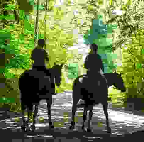 Reiten im Wald 2