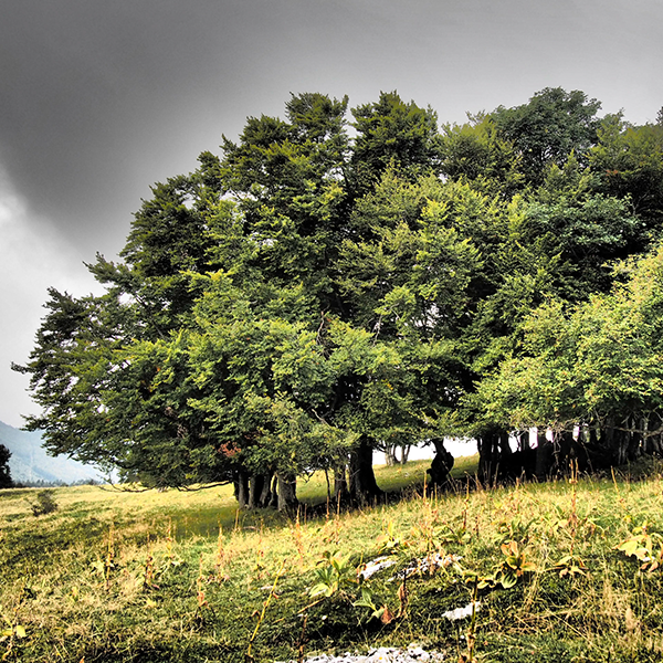 Waldfunktion-1