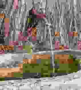 je filtre-tu bois