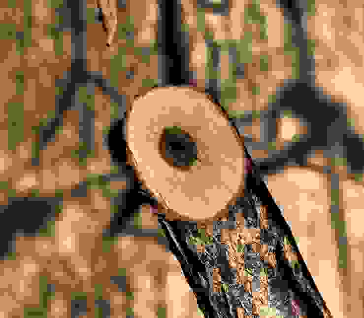 Kohlenstoffspeicher