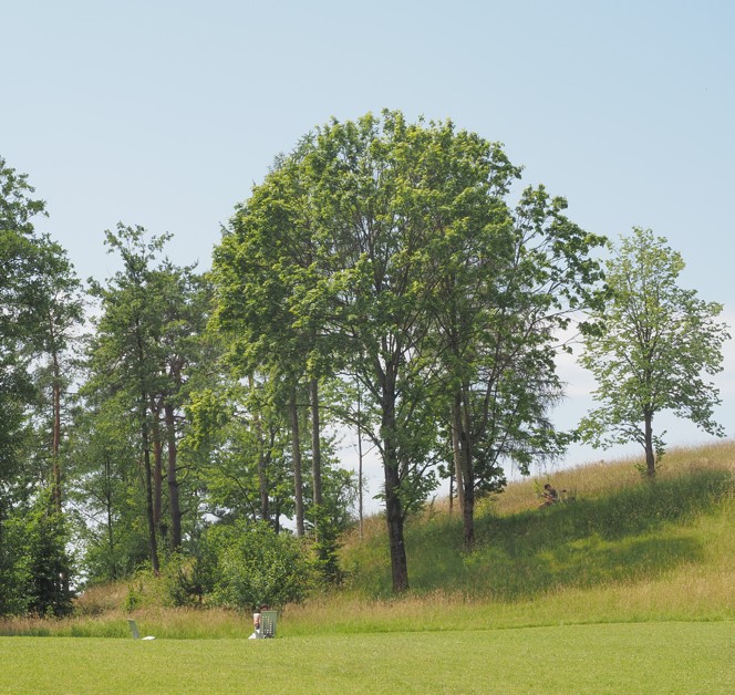 lichter Wald.jpg lichter Wald
