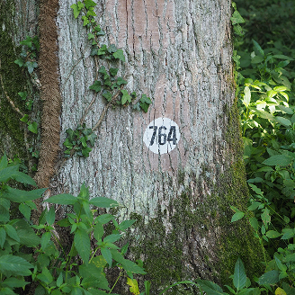 Bestattwald (1 von 1).jpg Bestattwald (1 von 1)