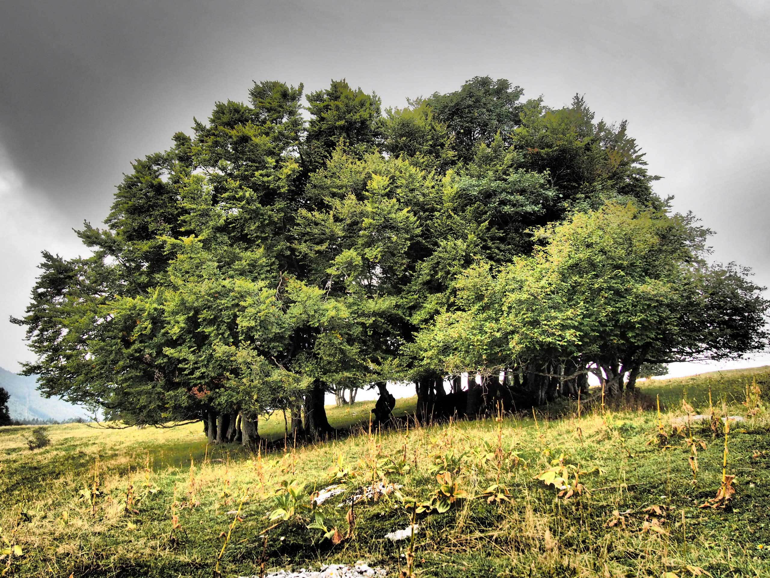 waldfunktionen-1.jpg waldfunktionen-1.jpg
