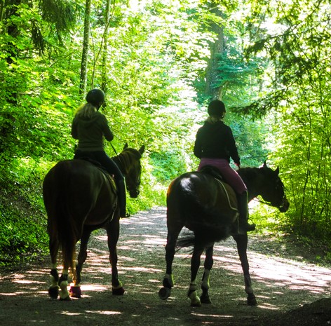 Reiten im Wald 2.jpg Reiten im Wald 2